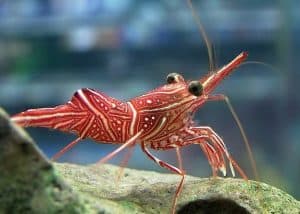 Saltwater shrimp