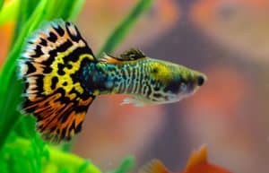 freshwater fish for a new aquarium