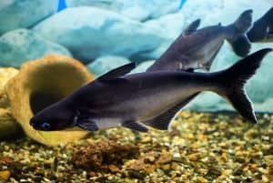 Freshwater aquarium catfish