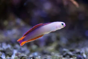 shy saltwater fish