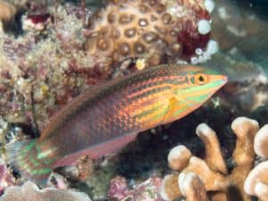Types of Wrasses
