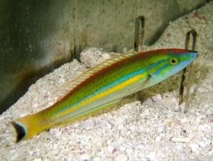 Types of Wrasses