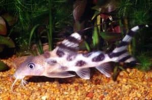 Freshwater aquarium catfish