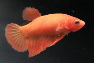 orange betta fish