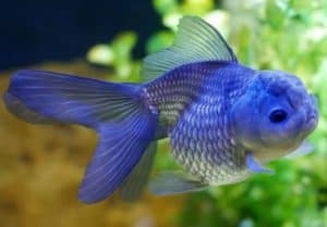 Blue Goldfish
