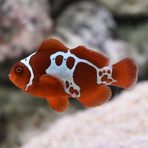 Designer Clownfish