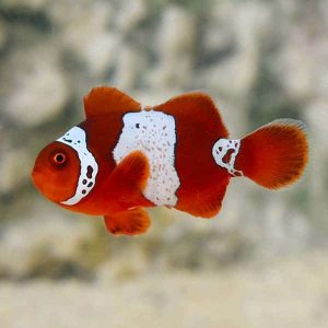 Lightning Maroon Clownfish