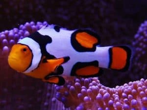 Orange Clownfish