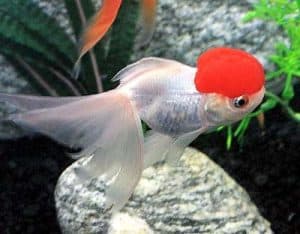 Red Cap Oranda Goldfish
