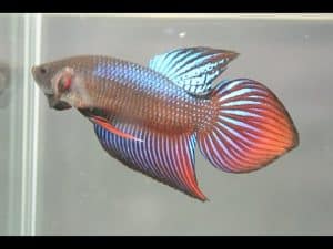 Spade tail betta fish