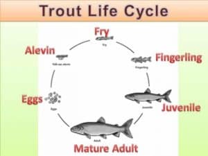 Rainbow Trout life cycle