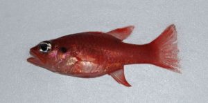 Cardinalfish