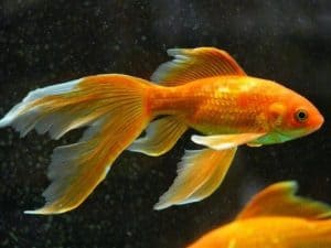 Veiltail Goldfish