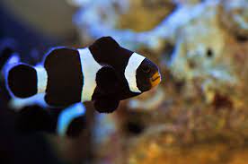 black clownfish