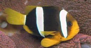 clark's clownfish