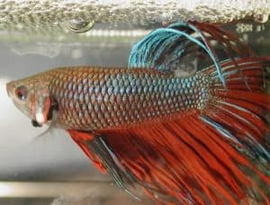 crowntail betta - types of betta fish