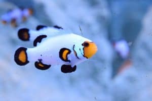 frostbite clownfish
