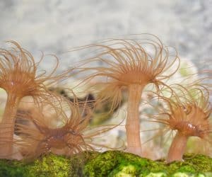 glass anemones