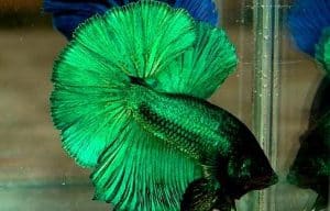 green betta fish