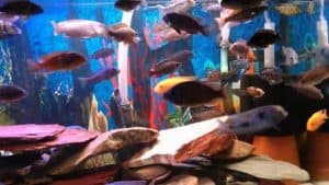 overstocking your aquarium