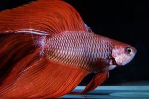 types of betta fish - rosetail betta
