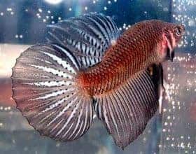 types of betta fish - round tail betta